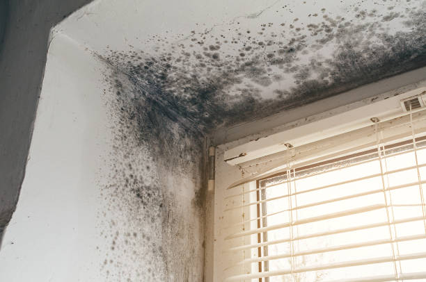 Affordable Mold Cleanup solutions in Greenville, MI